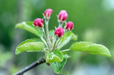 Obraz na płótnie Canvas Buds of apple tree