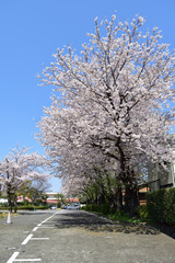 桜並木 (Sakura-Street)