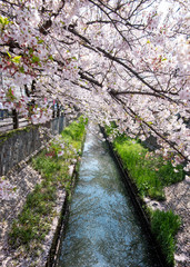 Cherry Blossoms　sakura　cherry tree　flower