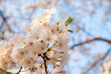 봄에 활짝 핀 벚꽃 나무