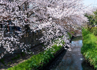 Fototapeta na wymiar Cherry Blossoms　sakura　cherry tree　flower