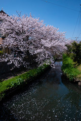 Cherry Blossoms　sakura　cherry tree　flower