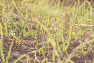 planted garlic in the garden