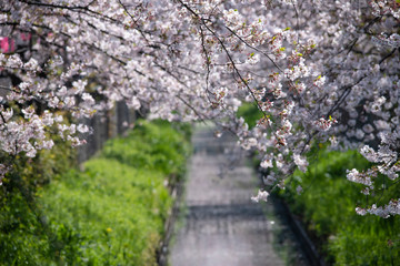 Fototapeta premium sakura flower Cherry Blossoms