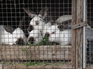 Countryside.Farming.Domestic rabbits.Adult rabbits are kept in a cage behind a wire frame.