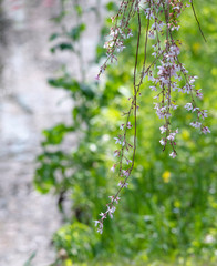 sakura　flower　Cherry Blossoms