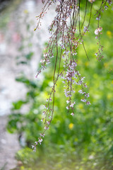 sakura　flower　Cherry Blossoms