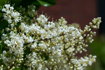 Cheyenne privet flower, beautiful white flower 