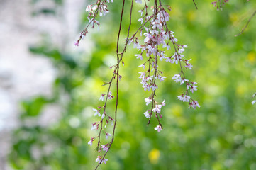 sakura　flower　Cherry Blossoms