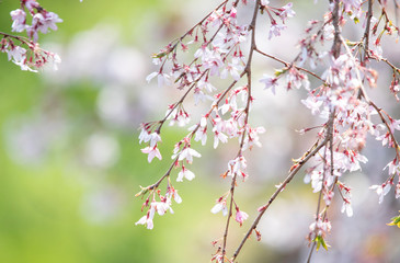 sakura　flower　Cherry Blossoms