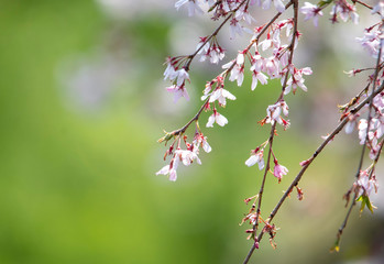 sakura　flower　Cherry Blossoms