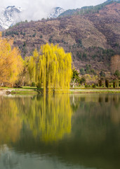Reflection of a beautiful lime green tree and snow covered mountain peak in calm water of a lake in Srinagar, Kashmir