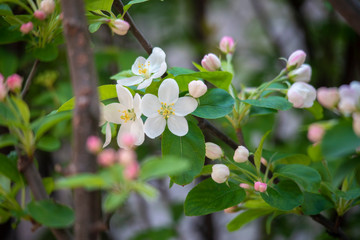 sakura　flower　Cherry Blossoms