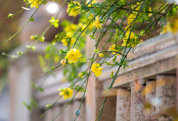 sakura　flower　Cherry Blossoms