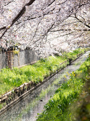 sakura　flower　Cherry Blossoms