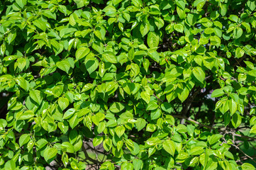 Fototapeta na wymiar bright green hedge. The texture of the hedge on a Sunny day