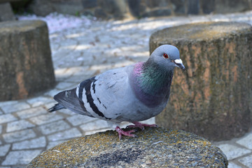 ハト (Pigeon)