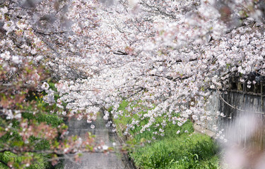sakura　flower　Cherry Blossoms