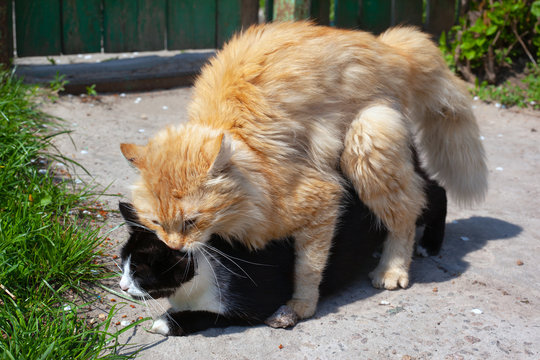 mating domestic cats black and ginger color outdoors