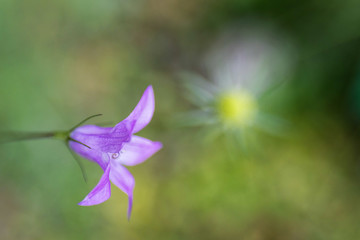 Obraz na płótnie Canvas contemplative photography, lilac colored bellflower