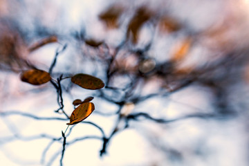 contemplative photography, autumn in motion