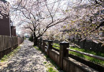 sakura　flower　Cherry Blossoms