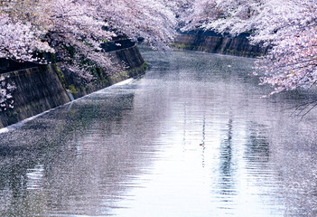 sakura　flower　Cherry Blossoms