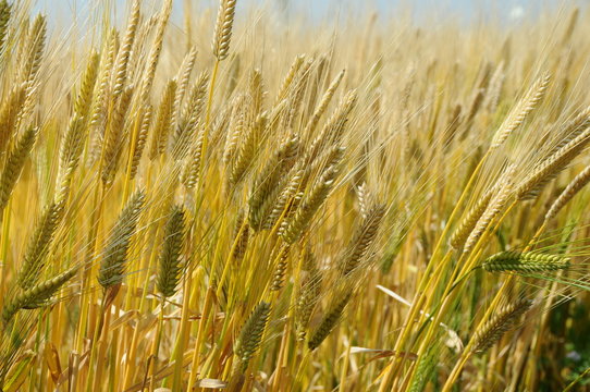 大麦畑と麦の穂イメージ　鹿児島県出水平野