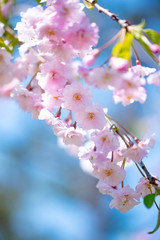 sakura　flower　Cherry Blossoms