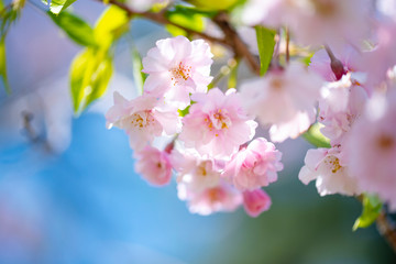 sakura　flower　Cherry Blossoms