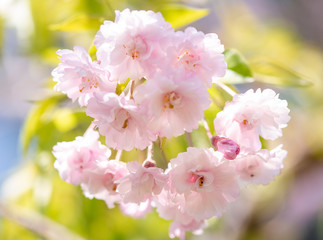 sakura　flower　Cherry Blossoms