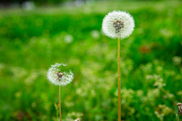 목초지에 피어 있는 민들레와 홀씨