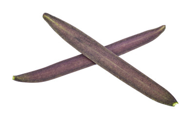 Obraz premium Broken Bones Tree, Damocles tree, Indian trumpet flower on white background