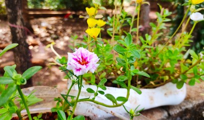 spring flowers in the garden