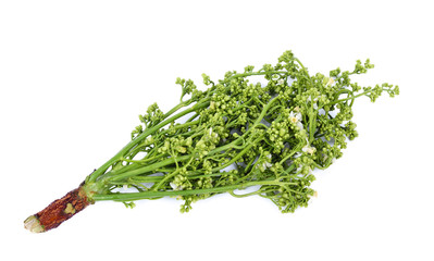 Siamese neem tree, Nim, Margosa, Quinine (Azadirachta indica A. Juss. Var. Siamensis Valeton)