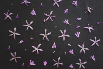 Queens or Purple Wreath pattern on texture of stone or rock black color background.