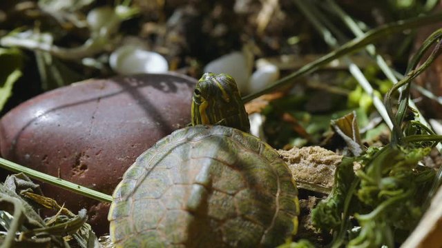 Very small, young, Yellow-bellied slider turtle looking around in grass and weeds during Spring. Closeup. Clip C.