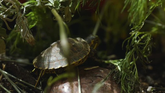Very small, young, Yellow-bellied slider turtle looking around in grass and weeds during Spring. Closeup. Clip F.