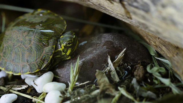 Very small, young, Yellow-bellied slider turtle looking around in grass and weeds during Spring. Closeup. Clip J.