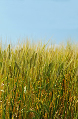 大麦畑と麦の穂イメージ　鹿児島県出水平野