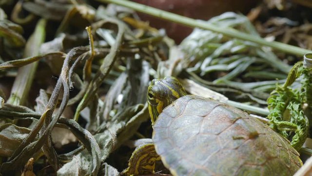 Very small, young, Yellow-bellied slider turtle looking around in grass and weeds during Spring. Closeup. Clip D.