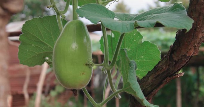 Homegrown vegetables. A little ash gourd hanging on the vine, isolated. Ash gourd is famous vegetable use in many Asian cuisines. Close up shot filmed in rural small house farm in Thailand.
