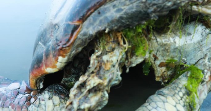 Dead decomposed sea turtle on polluted water of shallow lagoon near shore, close up of body and shell