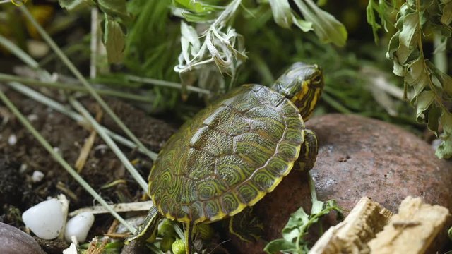 Very small, young, Yellow-bellied slider turtle looking around in grass and weeds during Spring. Closeup. Clip A.