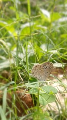 Butterfly green bough