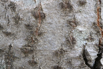 tree bark. background. macro.