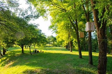 panorama with camping with wooden chalets and green grass and trees