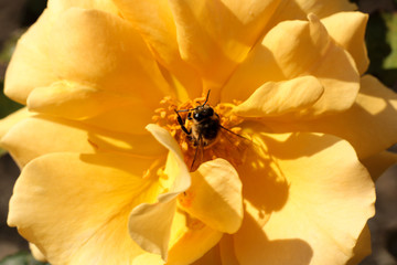macro close up of an introduced honey bee species collecting pollen from the centre of a bright yellow rose flower in a garden on a summer day, Australia