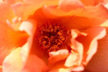 macro close-up of the petals, folds, patterns and pollen in the middle of a peach colored rose flower opening to the sun on a summer day, Australia