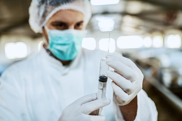 Caucasian veterinarian in protective uniform standing and preparing to give a shot to ill calf....